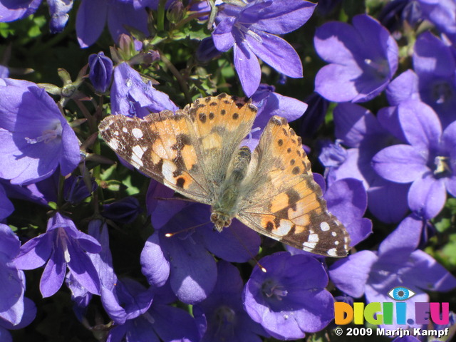 SX06449 Painted lady butterfly (Cynthia cardui) on blue flower